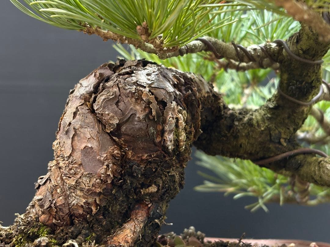 [盆栽]五葉松/貴風//黒松/赤松/真柏