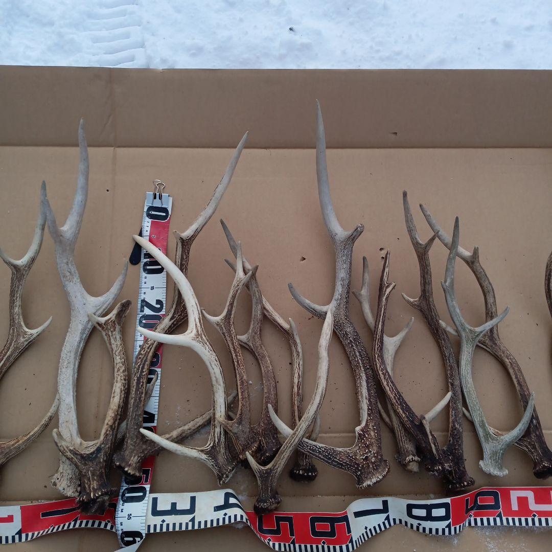 ク*ト様 鹿の角 犬用おもちゃ 工芸品などにどうぞ ３０番