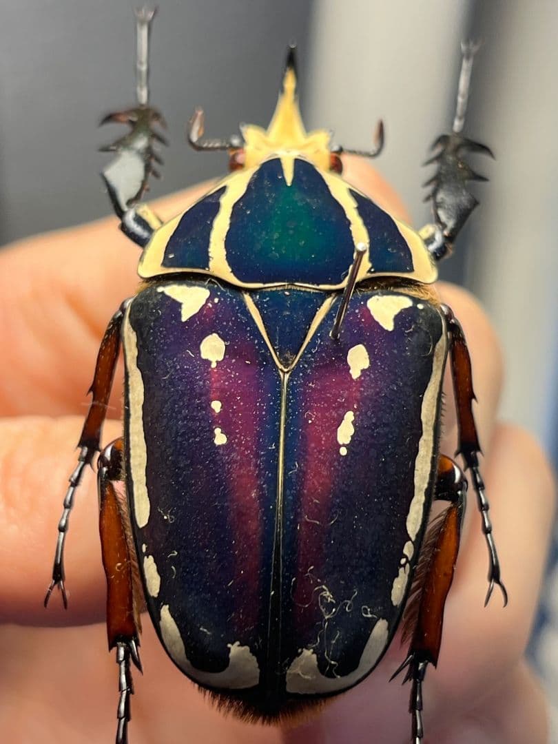 【59mm】ウガンデンシスオオツノカナブン 昆虫標本カナブンカブトムシクワガタゾ