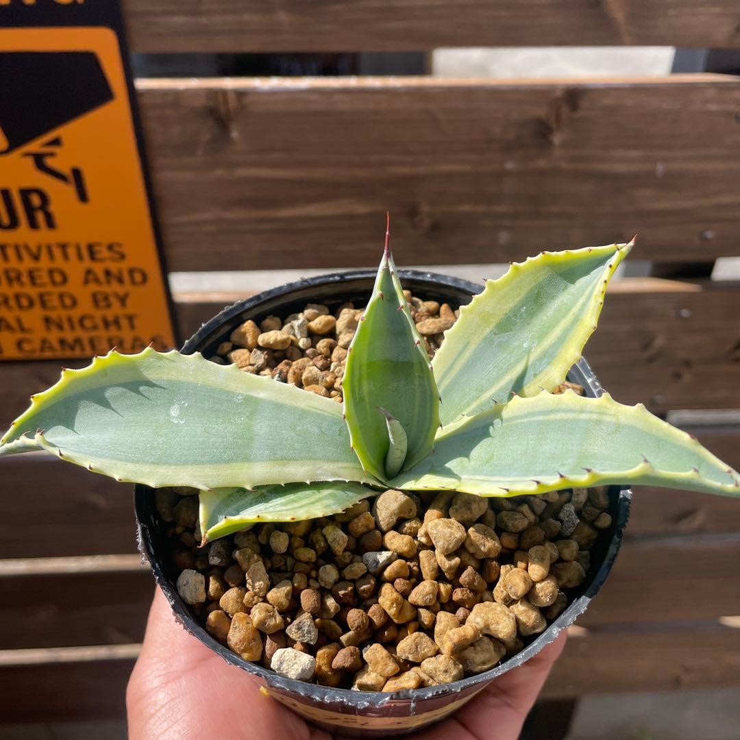 アガベ　リップルエフェクト‼️ 発根済み　ドライガーデン