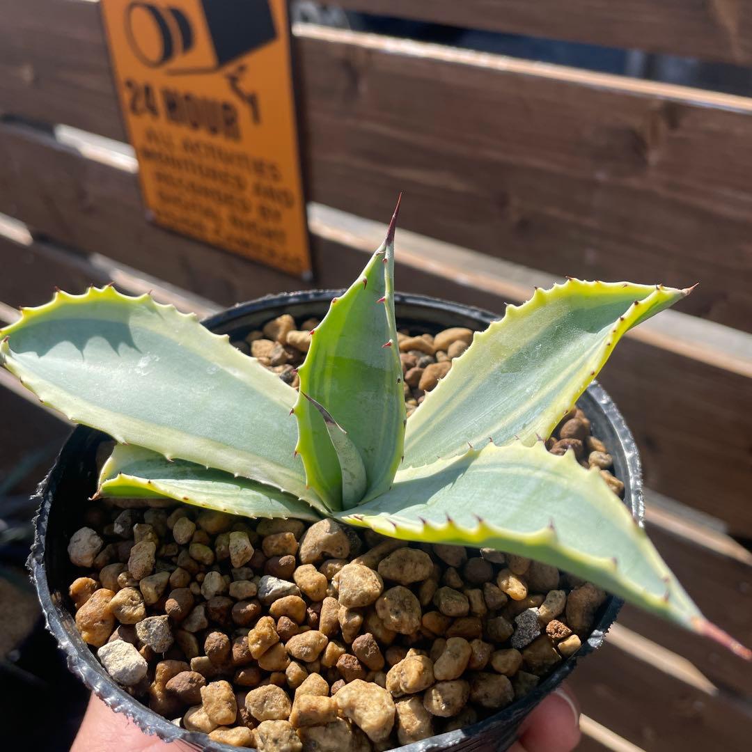 アガベ　リップルエフェクト‼️ 発根済み　ドライガーデン