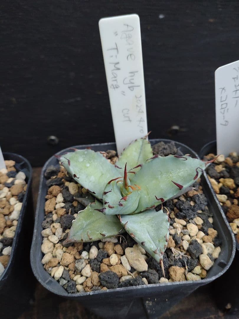 アガベ　ハイブリッド　4株セット