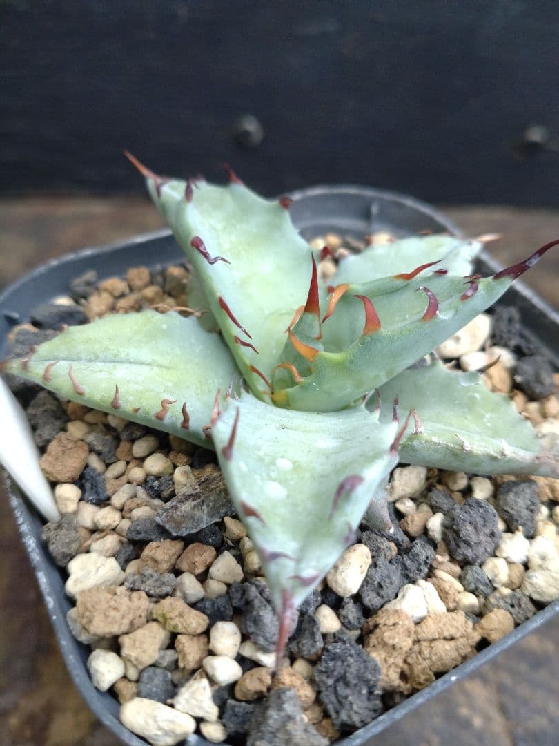 アガベ　ハイブリッド　4株セット