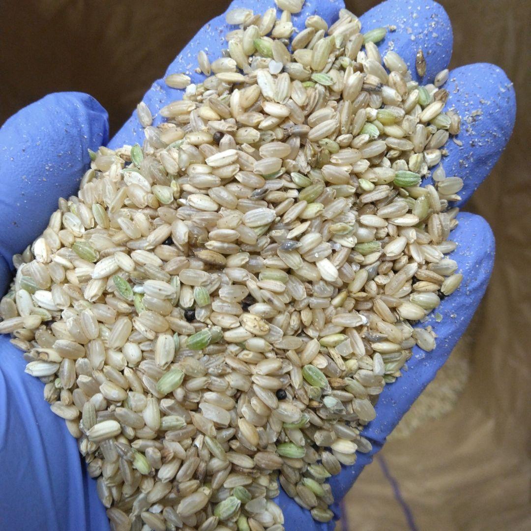 令和6年度産 くず米 20kg