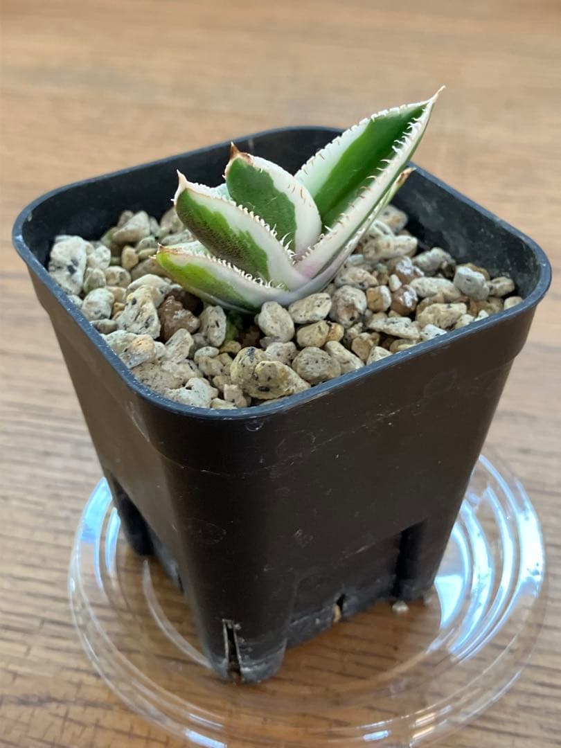 うし　【匿名配送】活着　特大　アガべ　チタノタ　豆豆龍錦　覆輪斑　TC