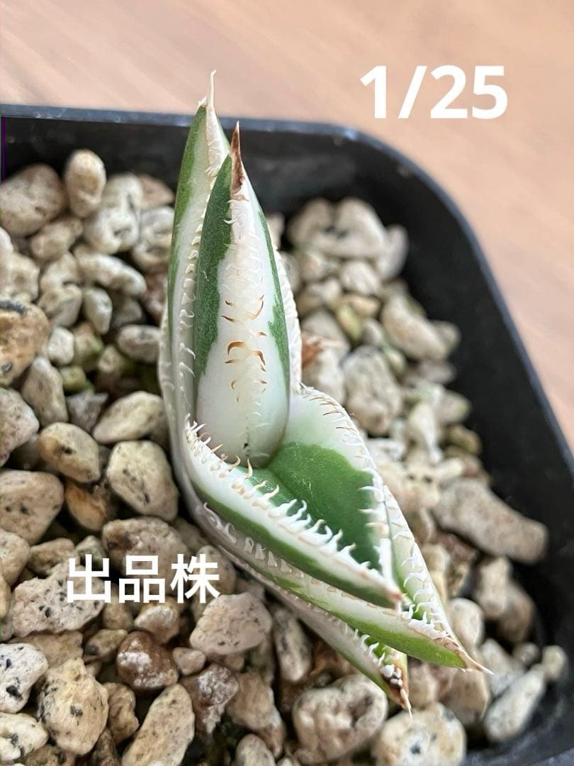 うし　【匿名配送】活着　特大　アガべ　チタノタ　豆豆龍錦　覆輪斑　TC