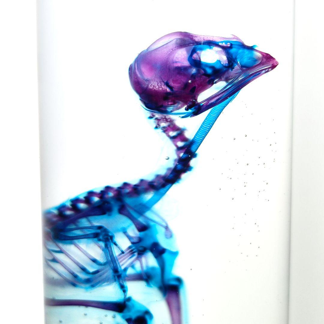 1点物☆極美品【透明骨格標本】ウズラ② 約10cm