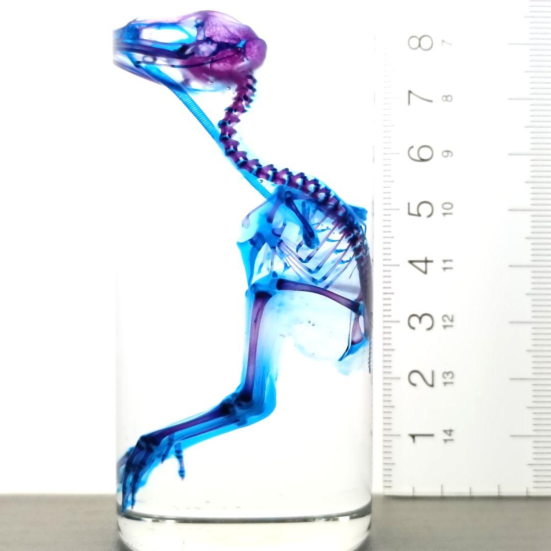 1点物☆極美品【透明骨格標本】ウズラ② 約10cm
