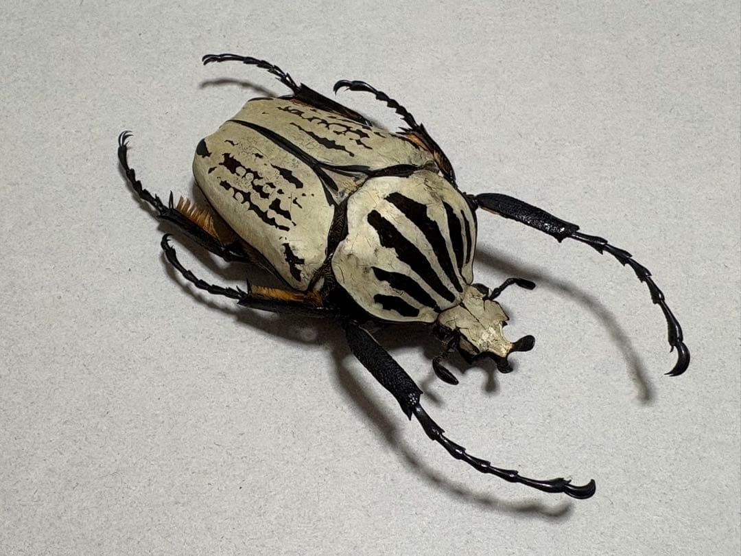 【美白】ゴライアス　ウサンバレンシス　(プレイシー)