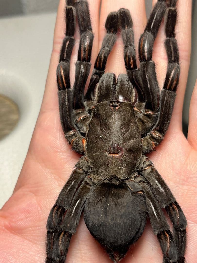 【色残抜群】タイランドビッグブラックアースタイガータランチュラ標本LS15cm程