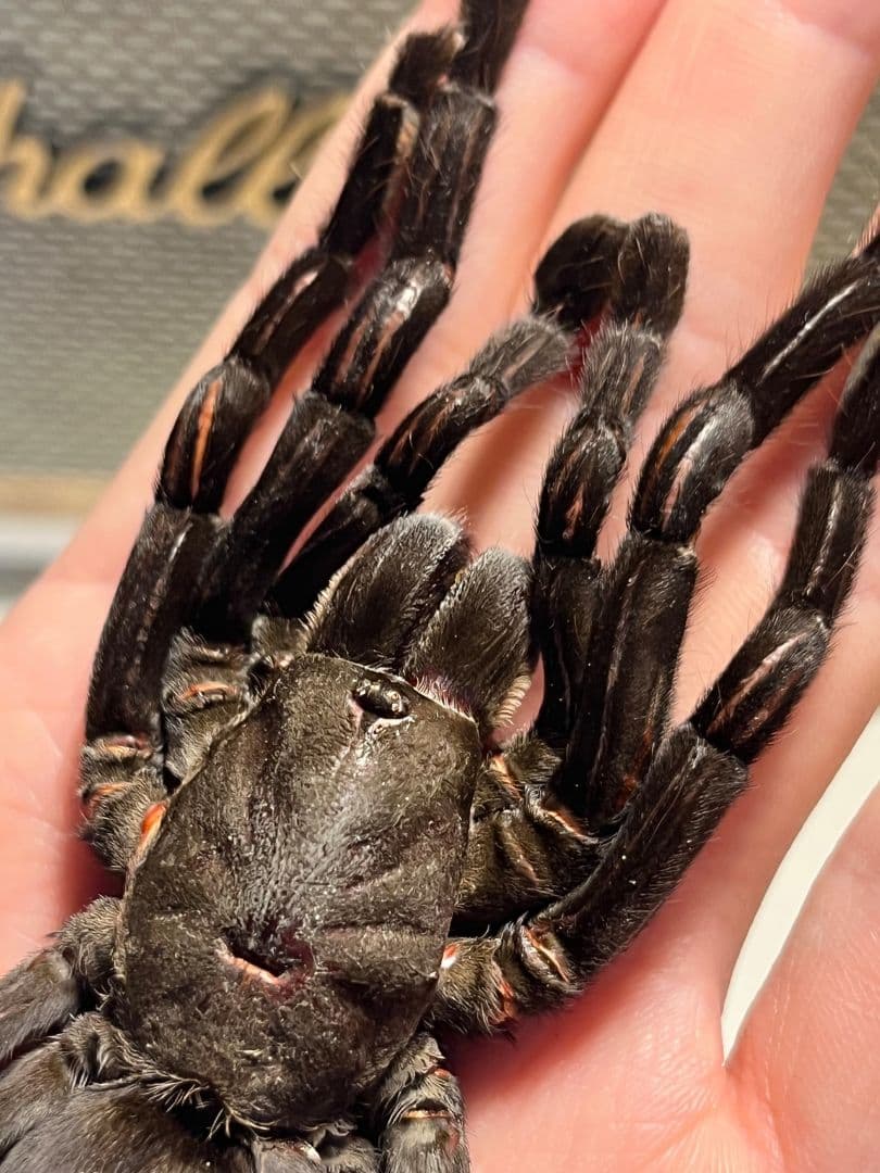 【色残抜群】タイランドビッグブラックアースタイガータランチュラ標本LS15cm程