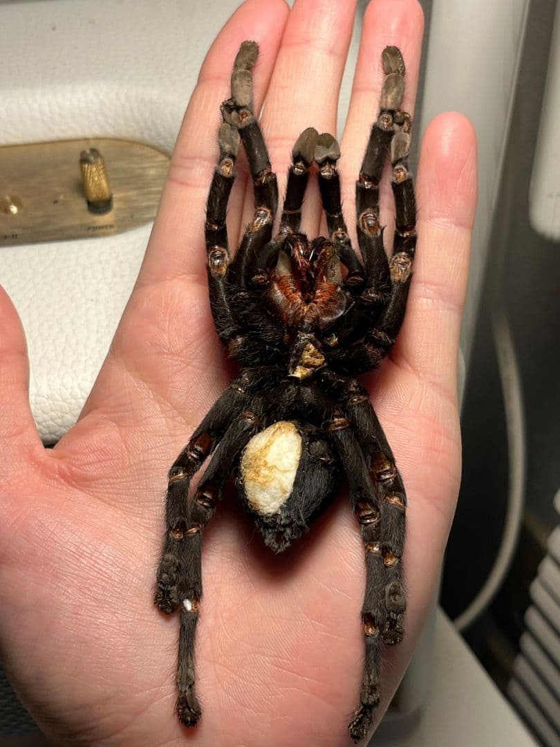 【色残抜群】タイランドビッグブラックアースタイガータランチュラ標本LS15cm程