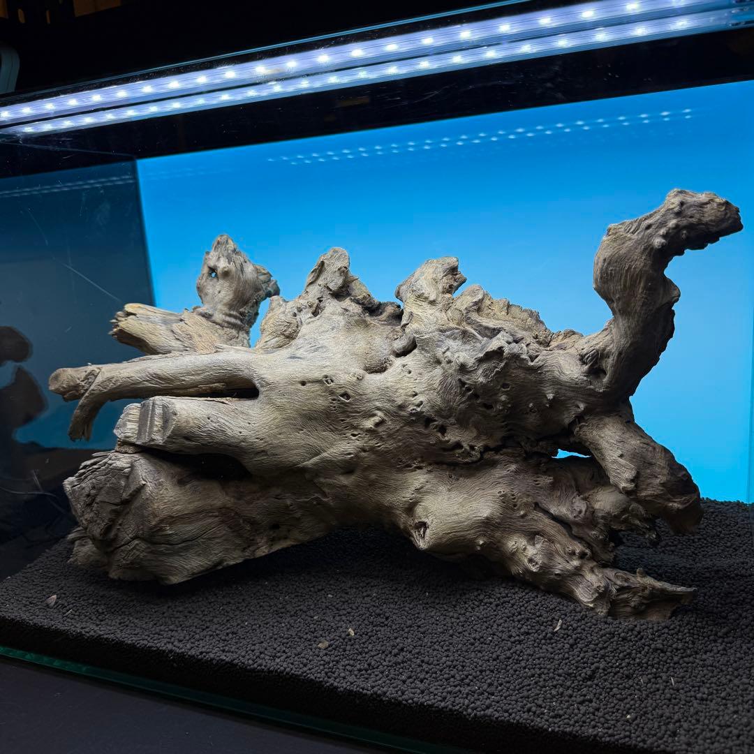 MJW-6768 ジンジャーウッド　1点物　天然流木　アクアリウム