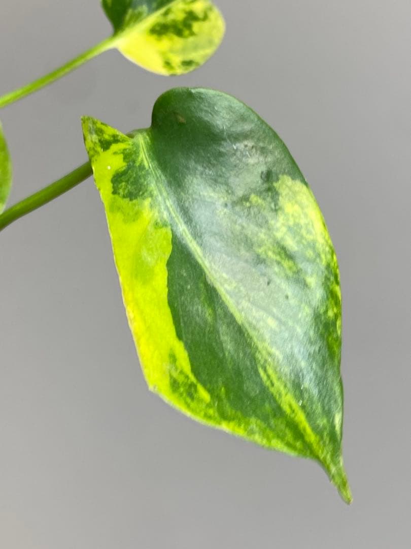 【全葉美斑入り✨】モンステラ　イエローマリリン　黄斑　オーレア　希少　人気‼️