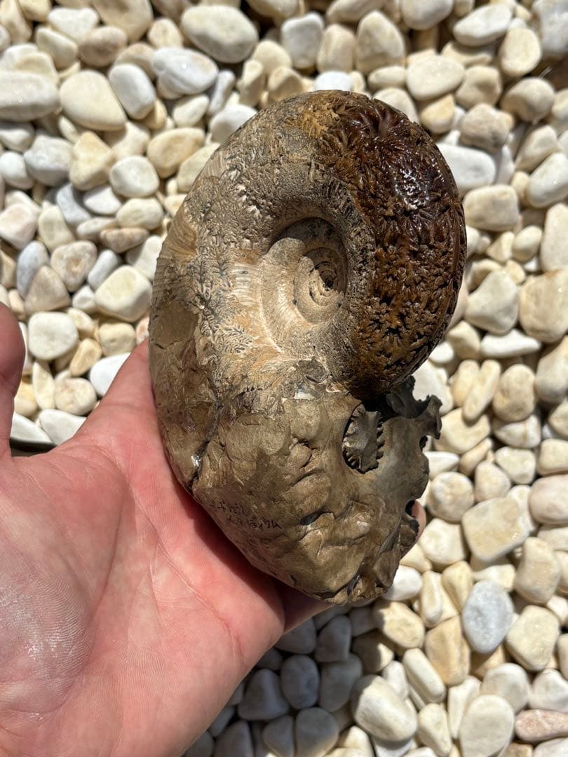 極美品　飴色の縫合線が見事なアンモナイトの女王　インターメディウム　化石