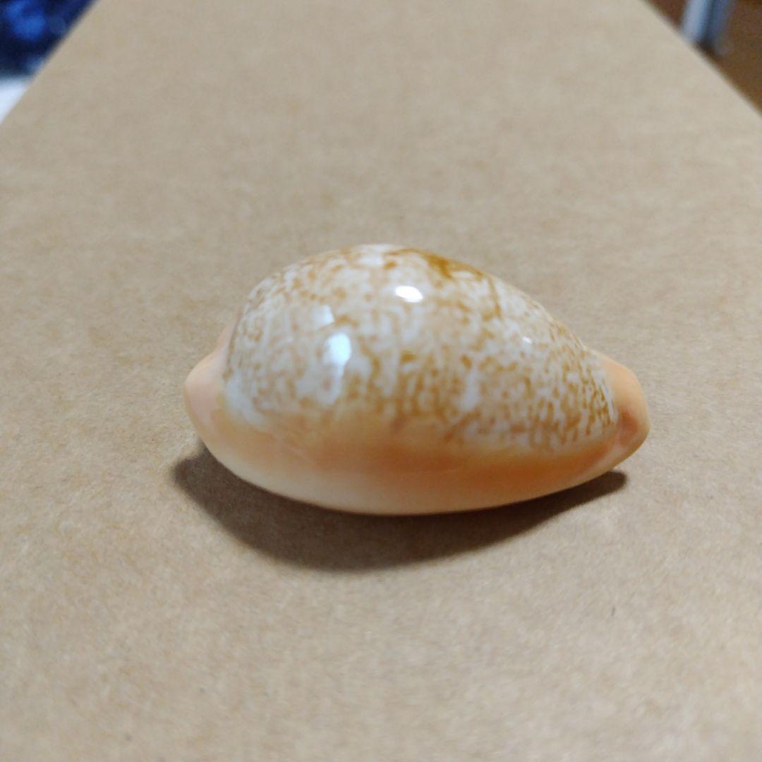 ニッポンダカラ　タカラガイ　F+++