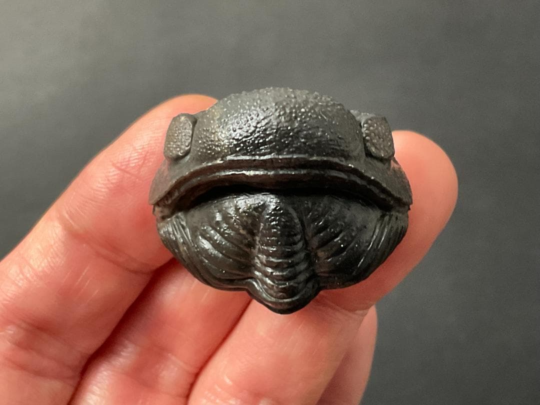 三葉虫 化石 [PH68] ペディノパリオプス 防御態勢 防御姿勢 エンロール