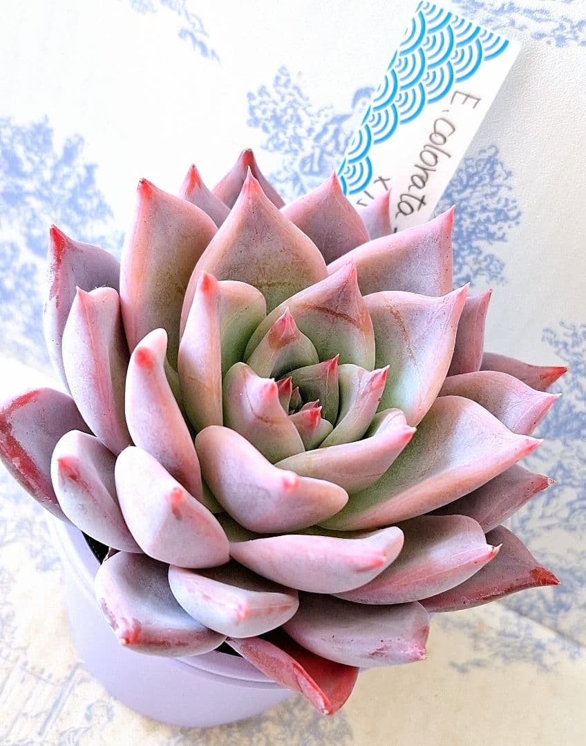 ꕤclara*様 リクエスト 9点 まとめ商品