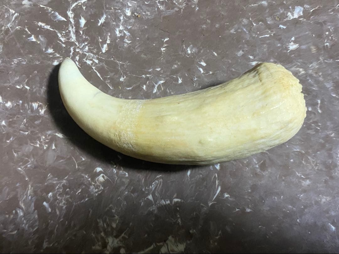 希少 マッコウクジラ 歯 72g