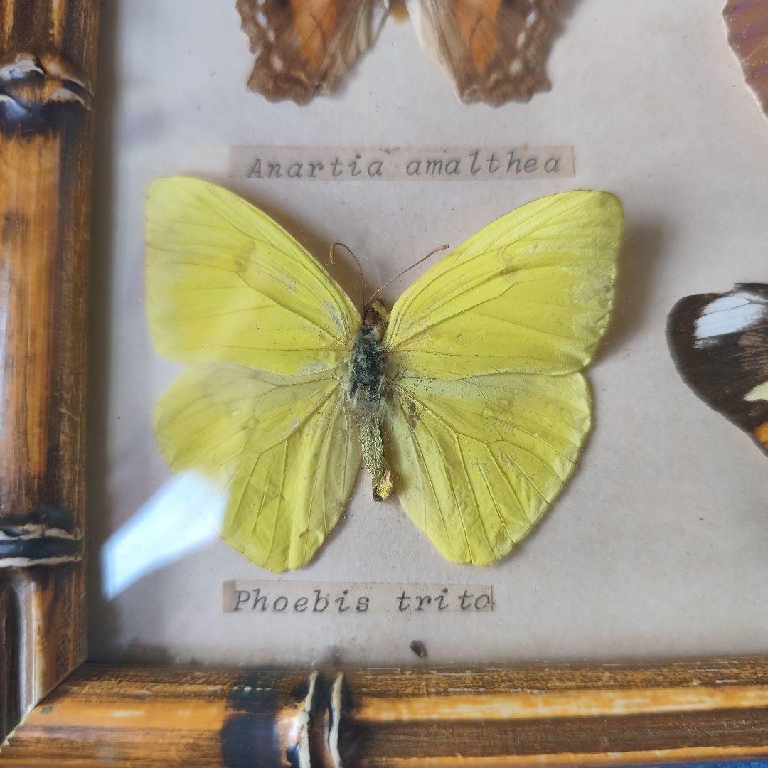 昆虫標本　蝶コレクション　イギリス　アンティーク