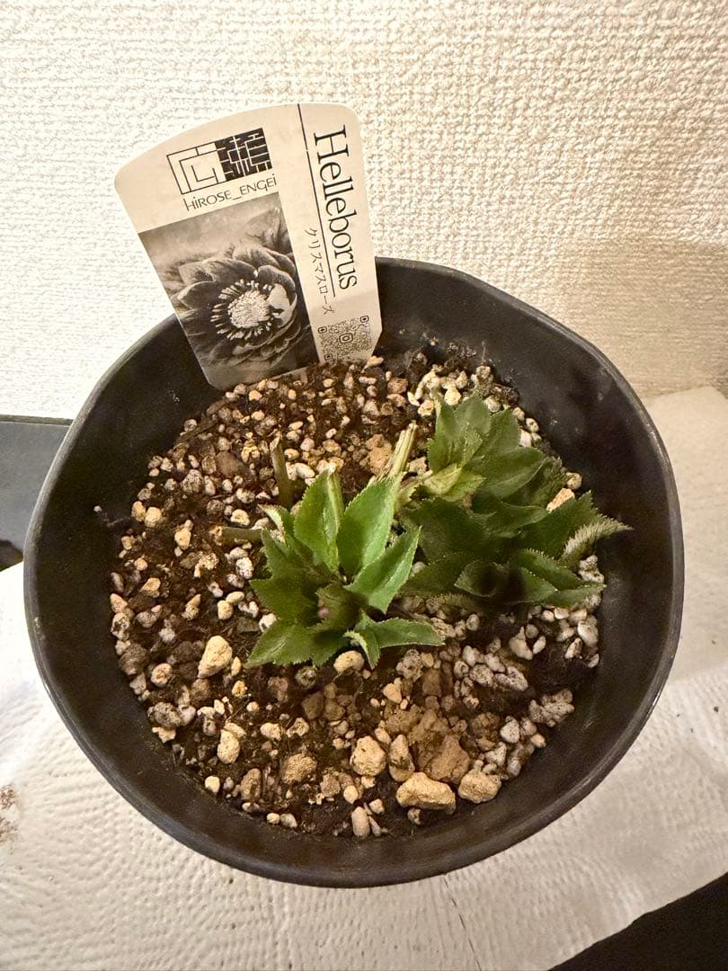 クリスマスローズ、クレオパトラ、ラベル付き、ダークレッド