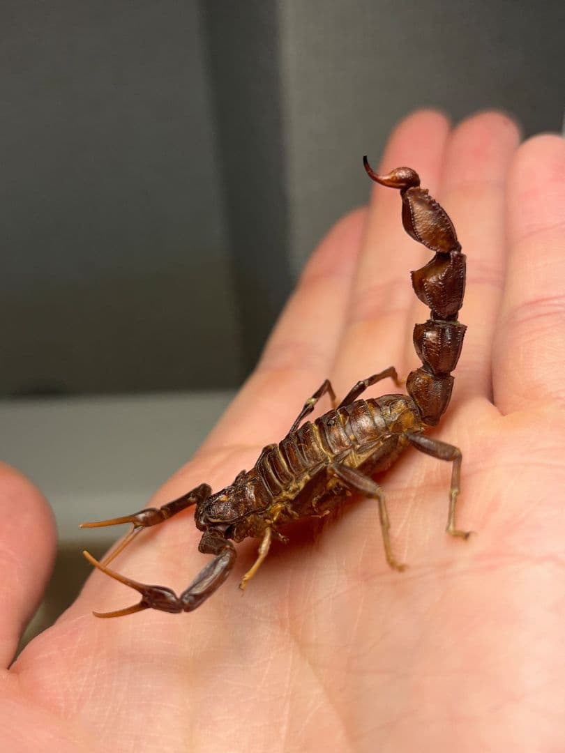 【蠍標本】ブラックファットテールスコーピオン全長5cm程タランチュラムカデセンチ