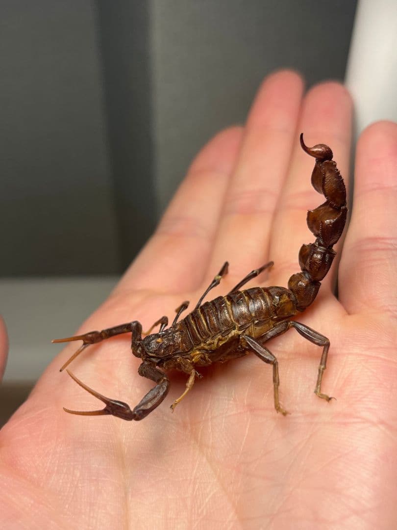 【蠍標本】ブラックファットテールスコーピオン全長5cm程タランチュラムカデセンチ