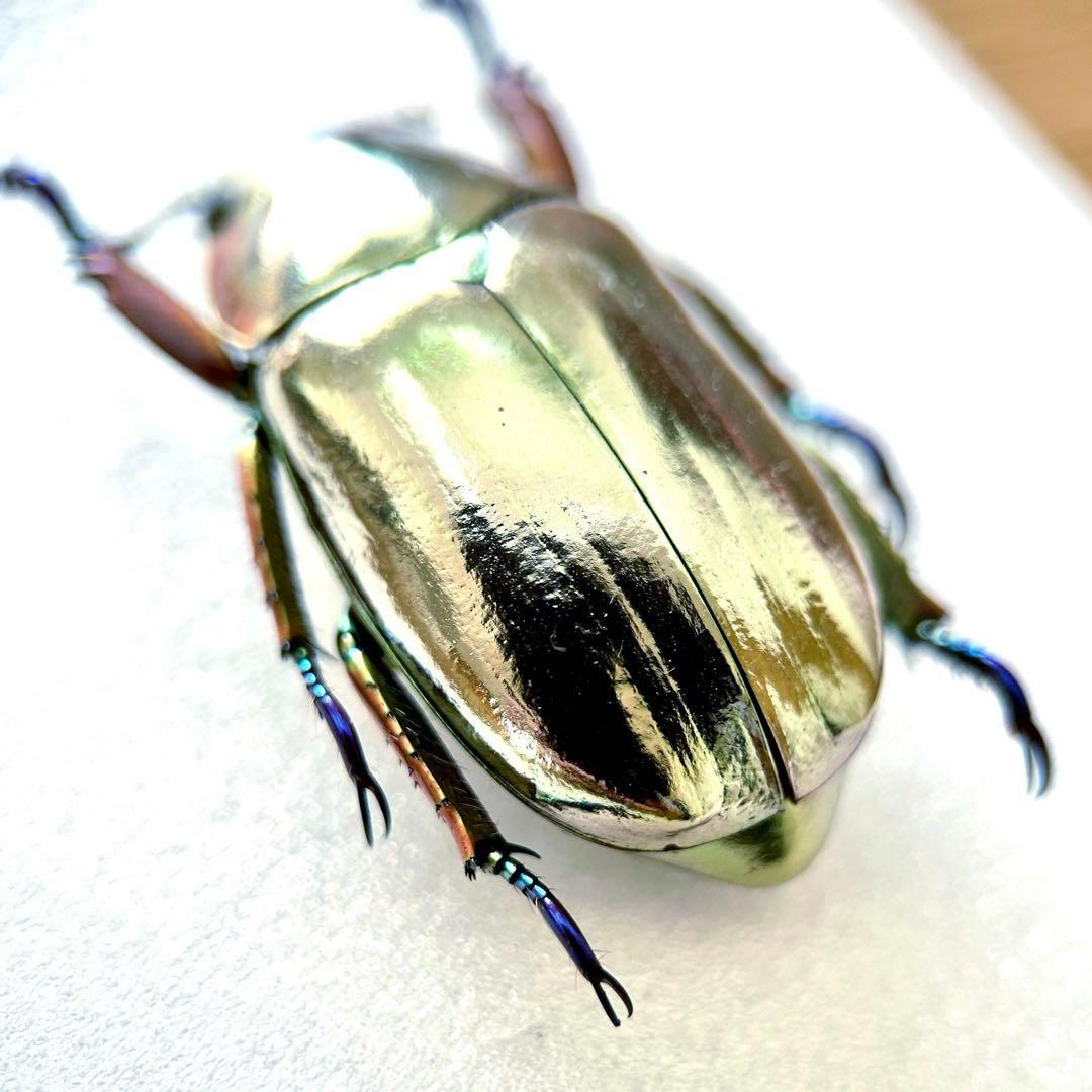 09285 美麗標本　クリサルギレアプラチナコガネ