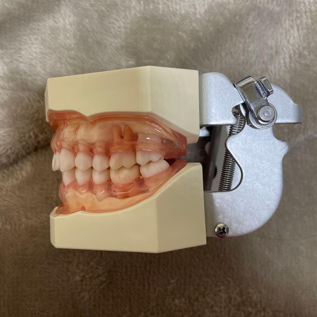 NISSIN ニッシン 額模型 歯科模型 歯科衛生士