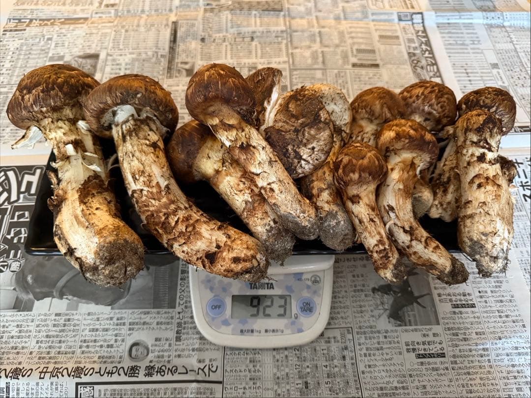 松茸　北海道　900g 訳あり　④