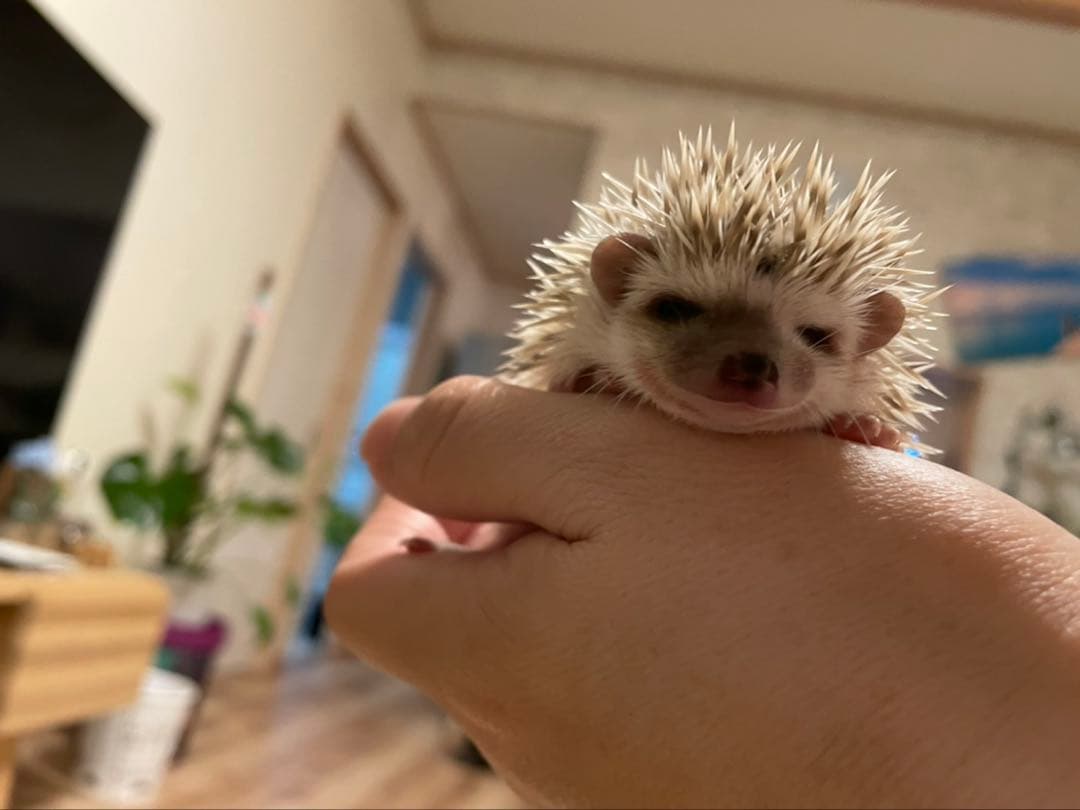 ハリネズミ ケージ 飼育セット 2