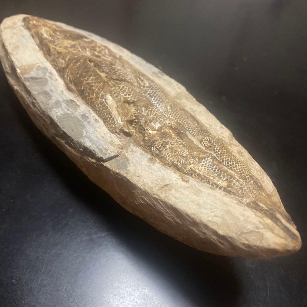 貴重な古代魚の化石　1億年前