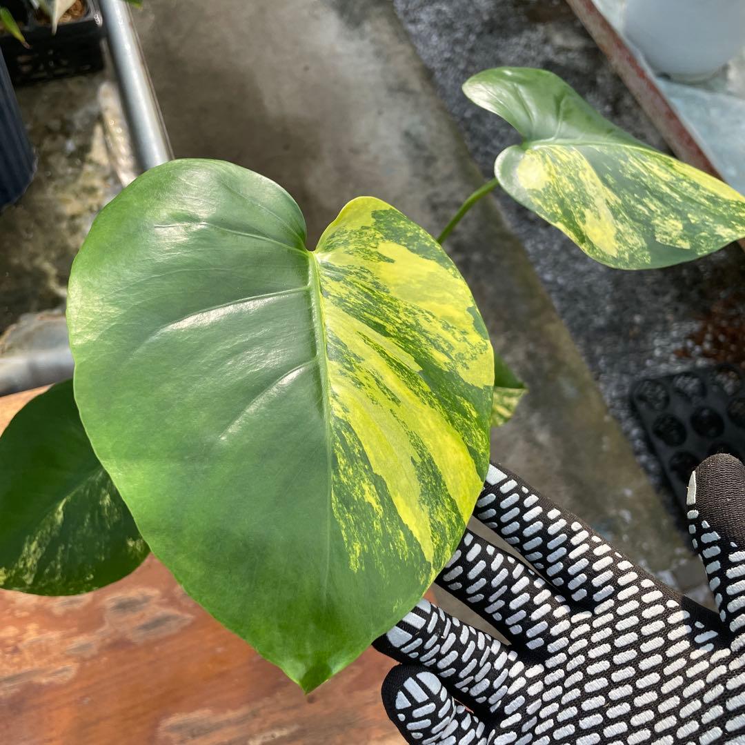 MZ3 モンステラ　イエローマリリン　黄斑入り