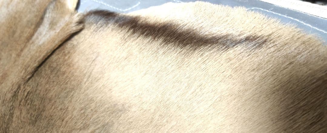 s*5様 本革ファーラグ - アフリカヌーの丸ごと一頭