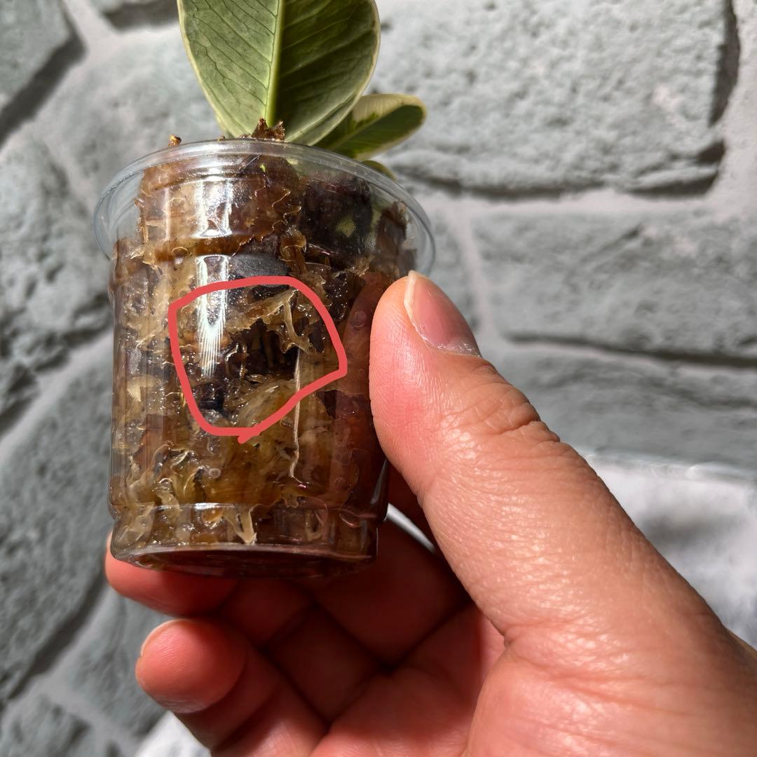 a*u様 パンダガジュマル　斑入り　枝挿し　発根済み