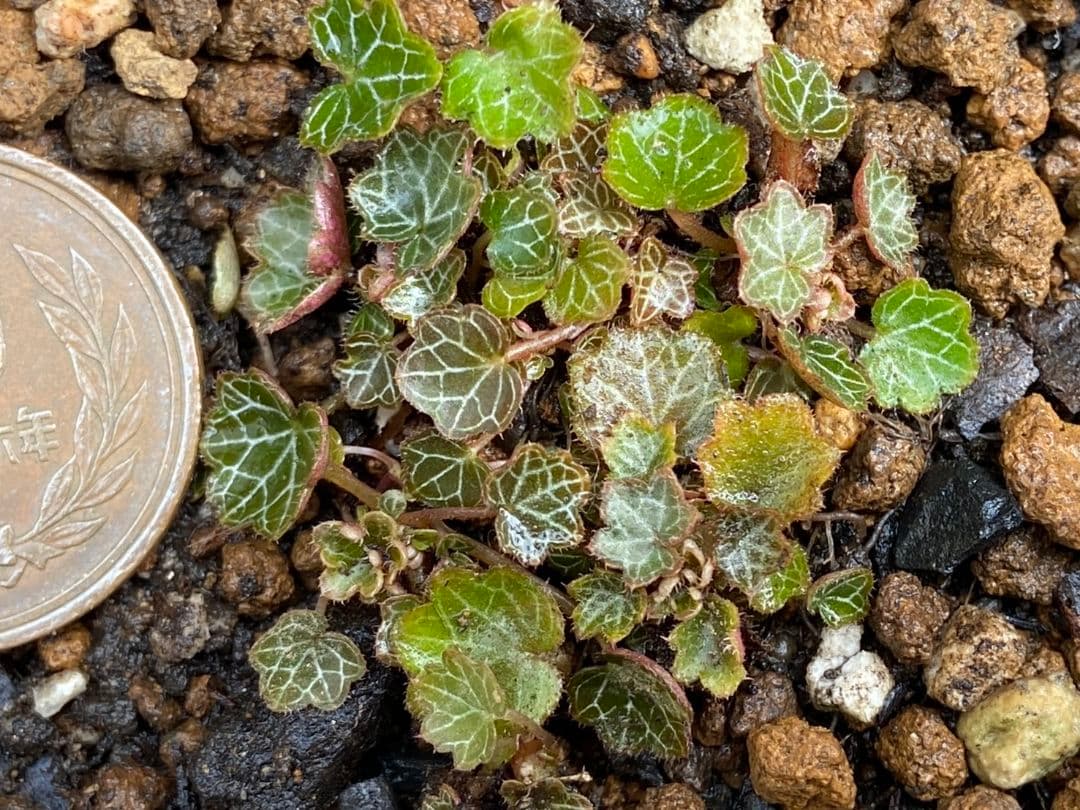 パルダリウム　屋久島　極姫ユキノシタ