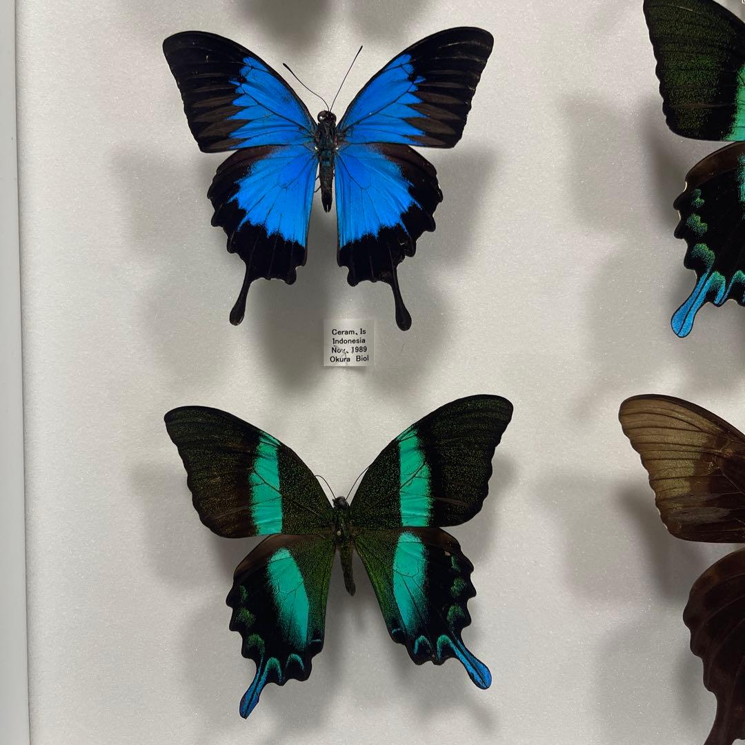 青と黒色のコントラストが美しいアゲハ蝶ドイツ箱入り標本