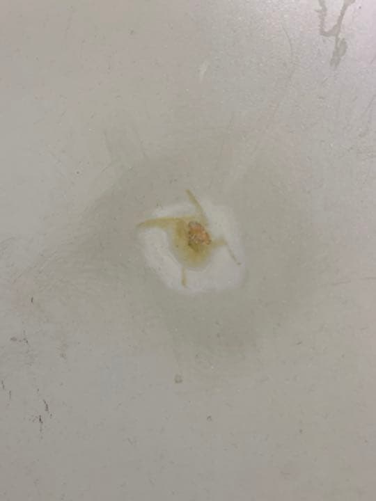 サーフボード (ショートボード)