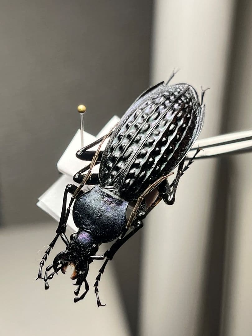 【43mm】アロウトゲオサムシ エリスカブリモドキ標本　オサムシ