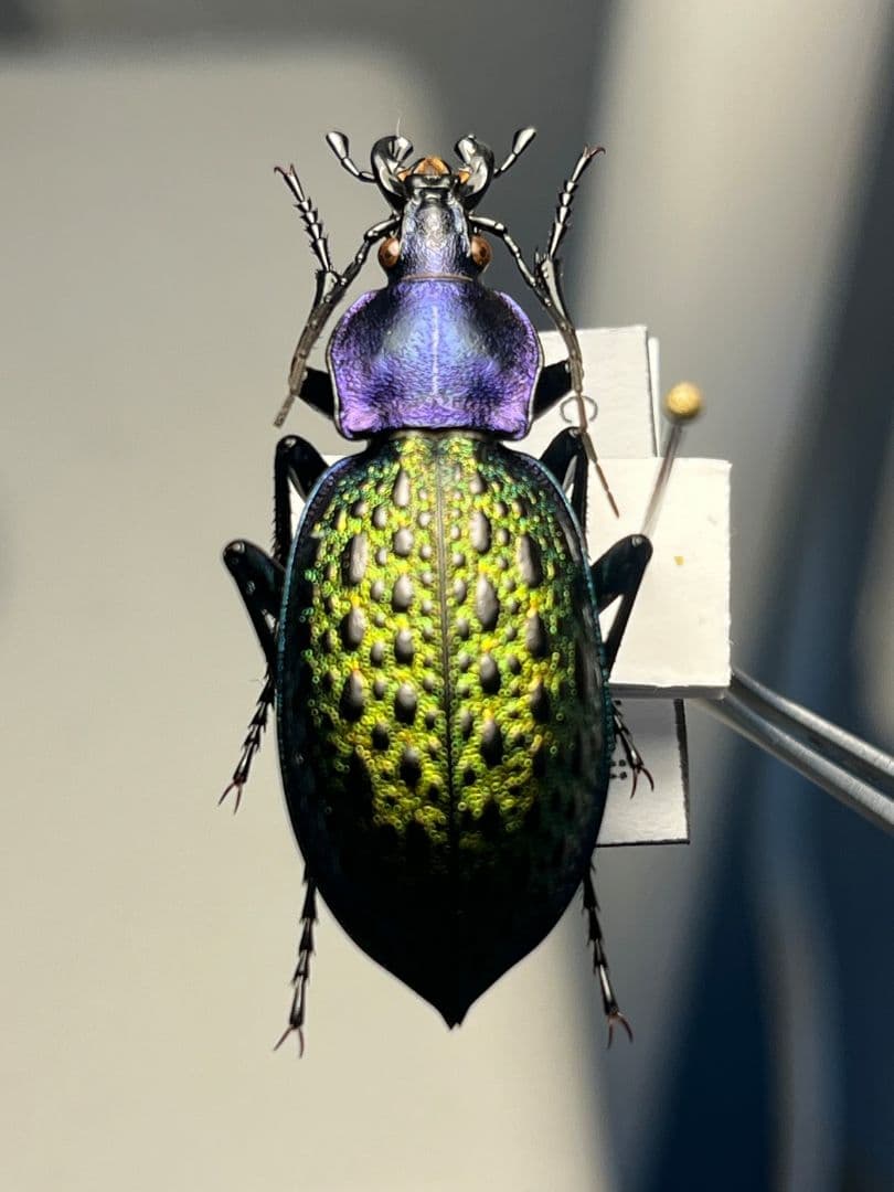 【極美個体】エリスカブリモドキ オサムシ標本 オサムシ マイマイカブリハンミョウ