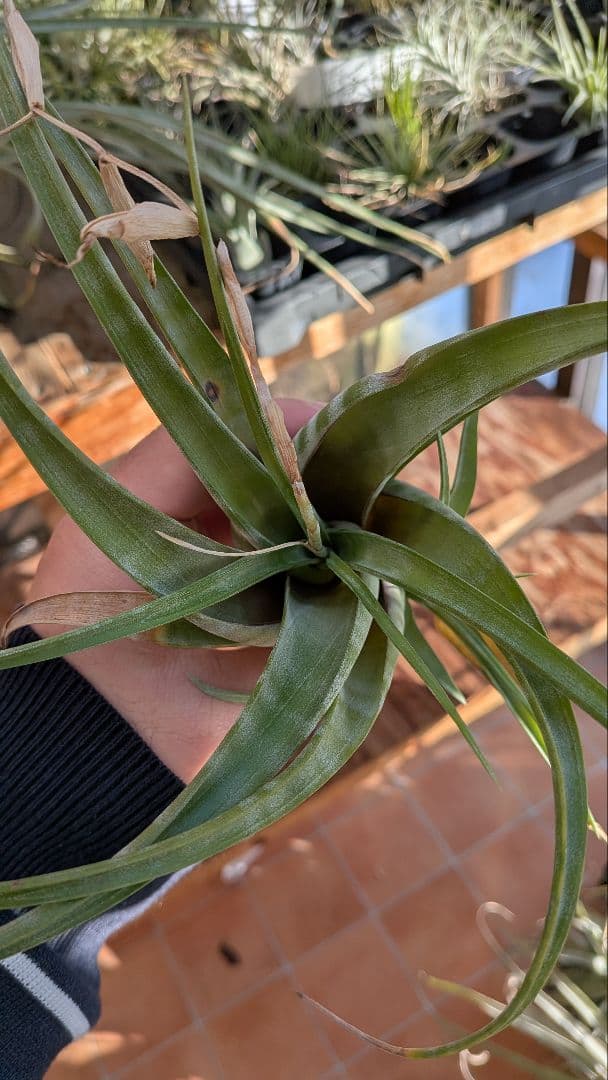 チランジア　フレクスオーサ　2種類セット　速達