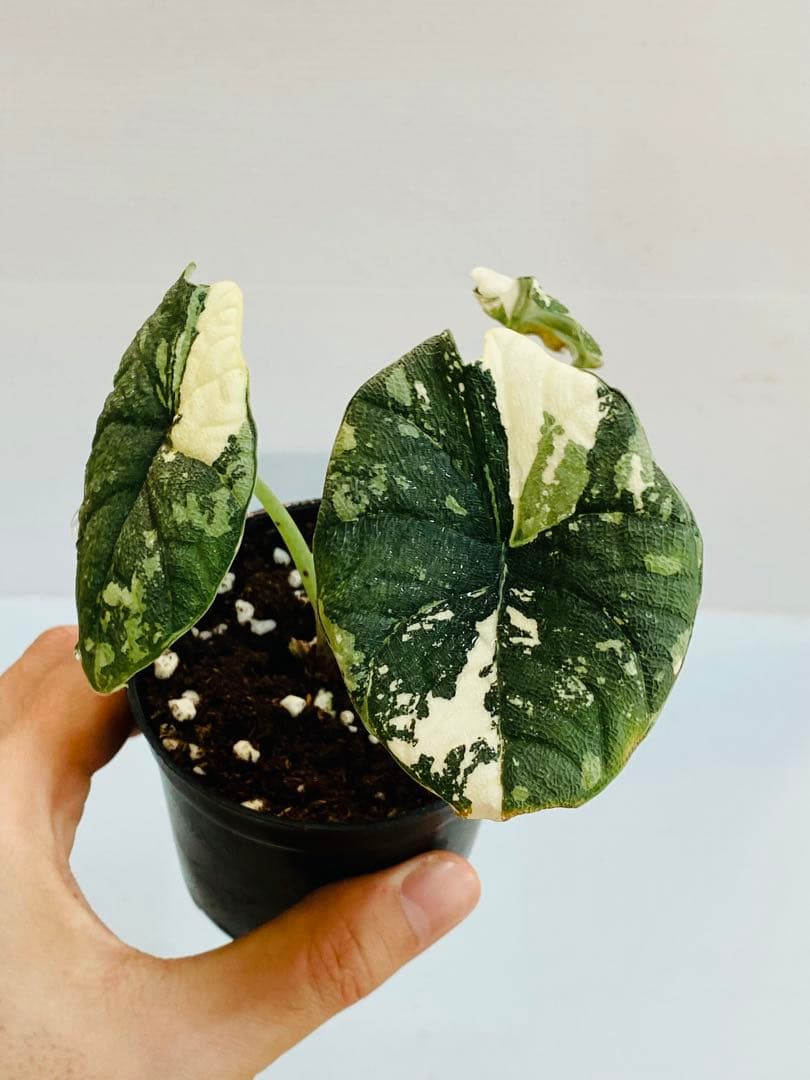 ☆超美斑☆アロカシア メロ バリエガータ 斑入り