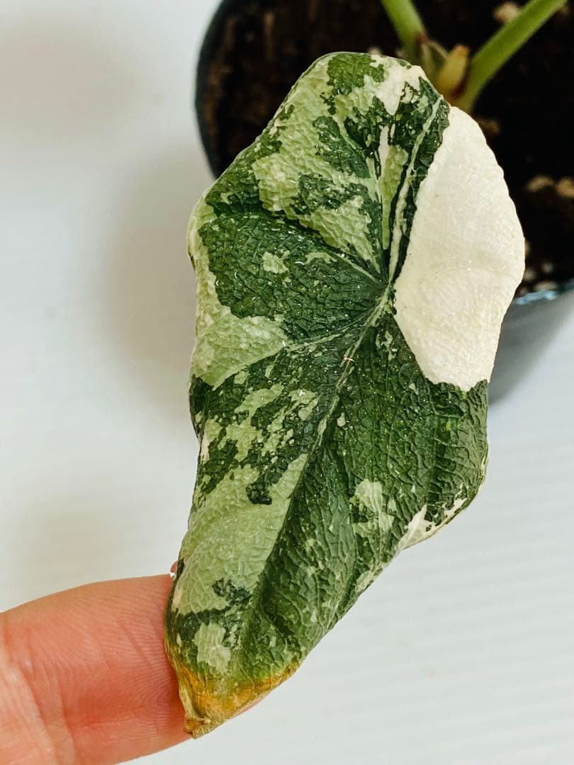 ☆超美斑☆アロカシア メロ バリエガータ 斑入り