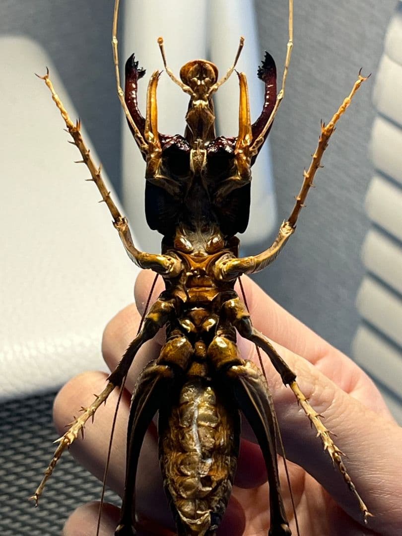 【極美展足】アゴコロギス ダイオウクロギリス オーストラリア 直翅類標本