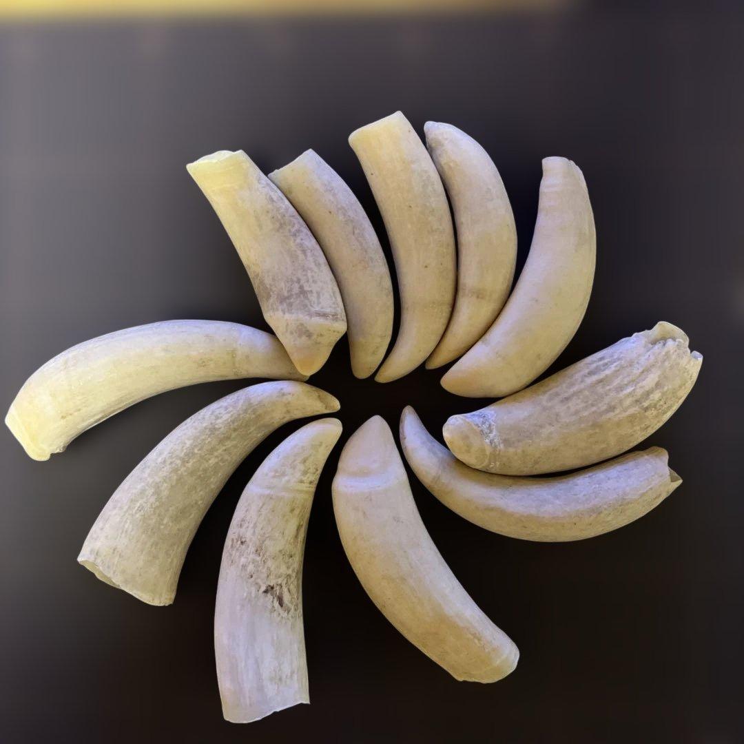 鯨歯　マッコウクジラ