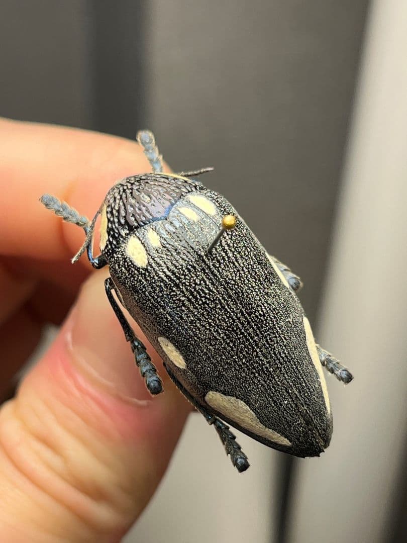 【34mm】タテオビフトタマムシ giant jewel beetle 昆虫標本