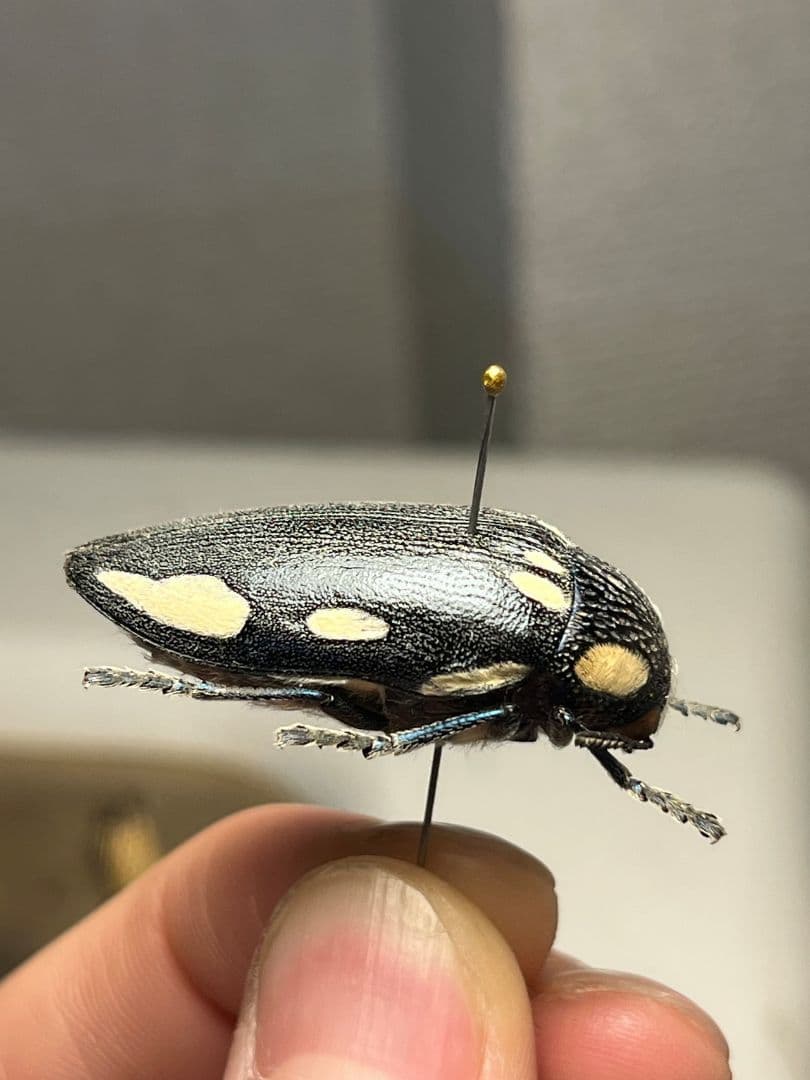 【34mm】タテオビフトタマムシ giant jewel beetle 昆虫標本
