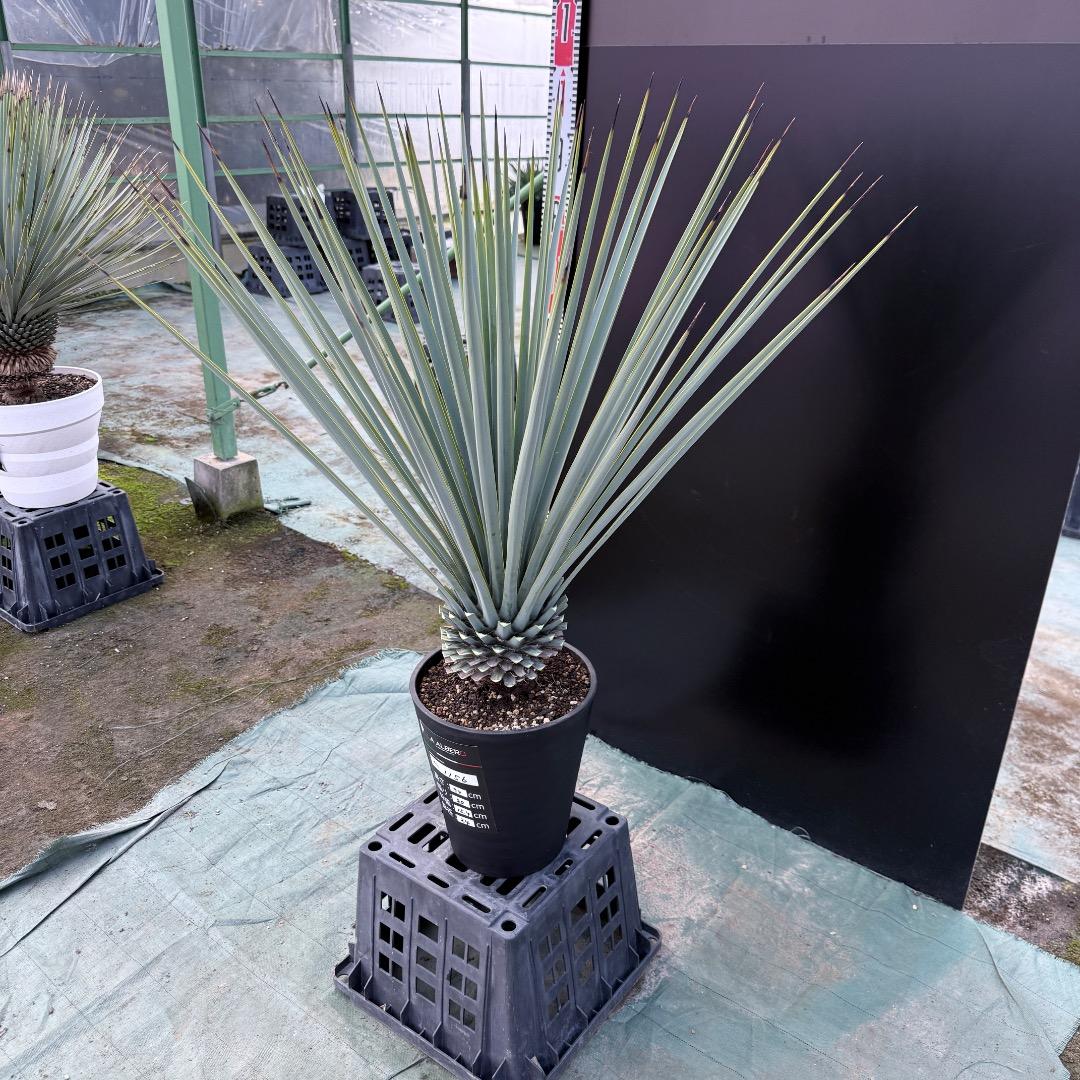 ゆ*。様 【AL1156】ユッカ　リギダ　24cm鉢