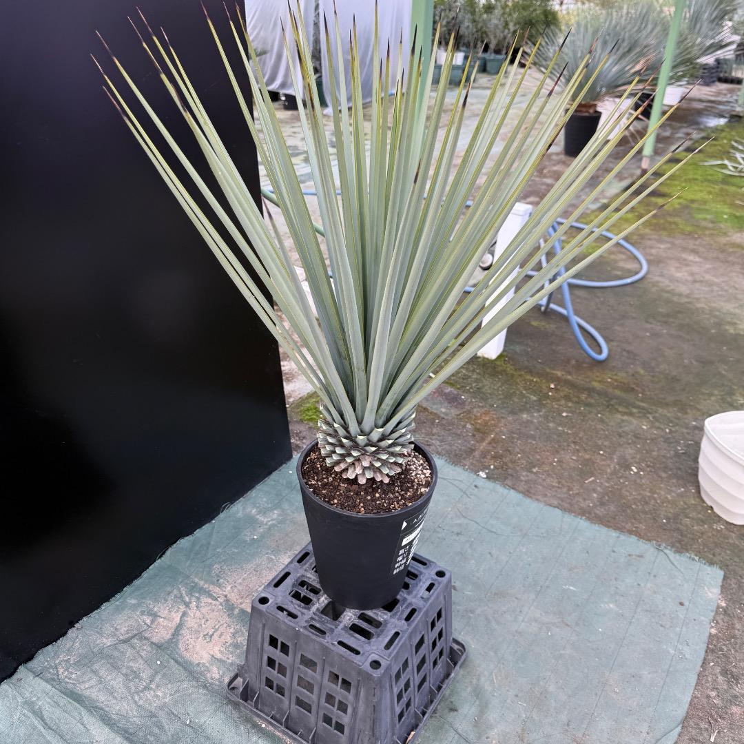 ゆ*。様 【AL1156】ユッカ　リギダ　24cm鉢