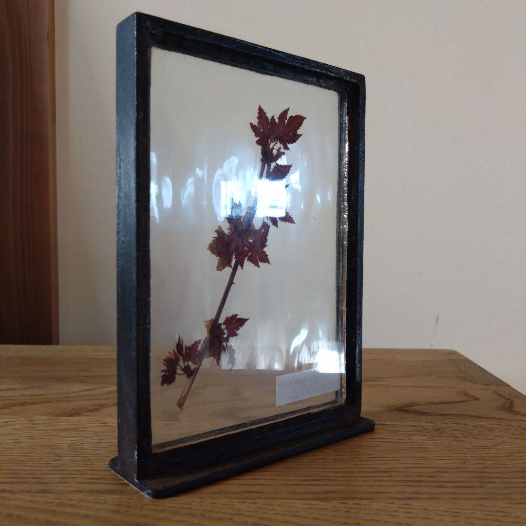 モリソン小林　押し花